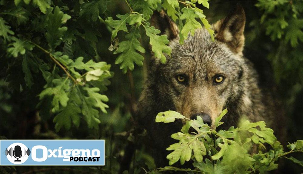 Nuevas herramientas legislativas permitirán proteger el lobo en nuestro país.