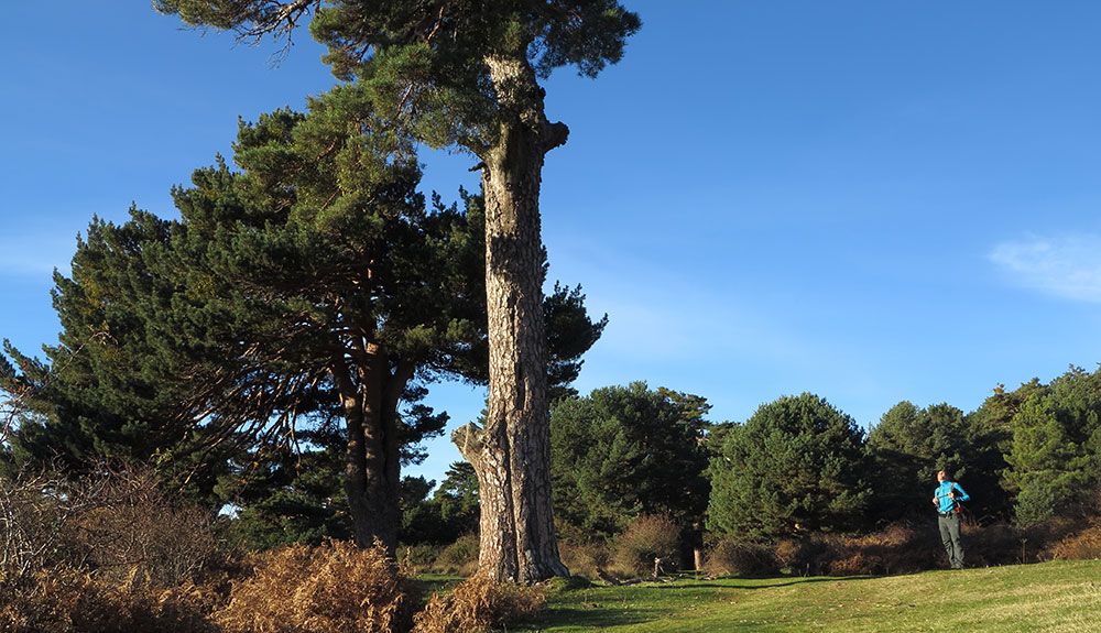 Los pinos gigantes de la pradera de Pinosilla