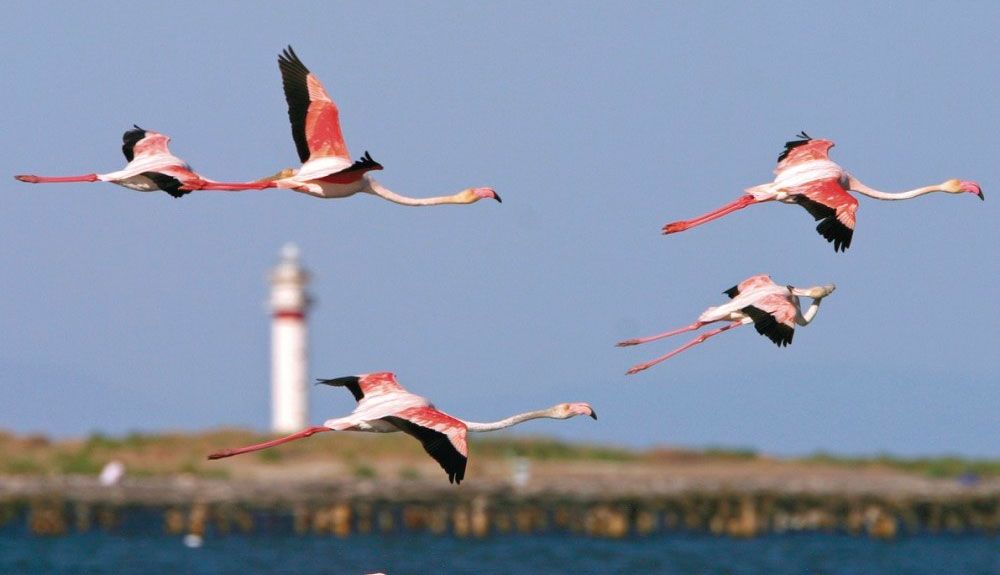 Flamencos en el Delta del Ebro