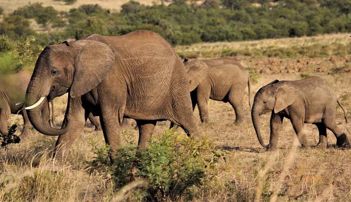 Viaje a la Reserva de Fauna Pilanesberg en Sudáfrica