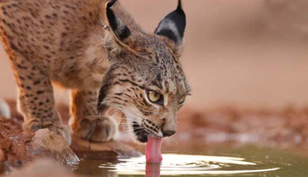 Lince Ibérico en Doñana. Foto: Antonio Liébana