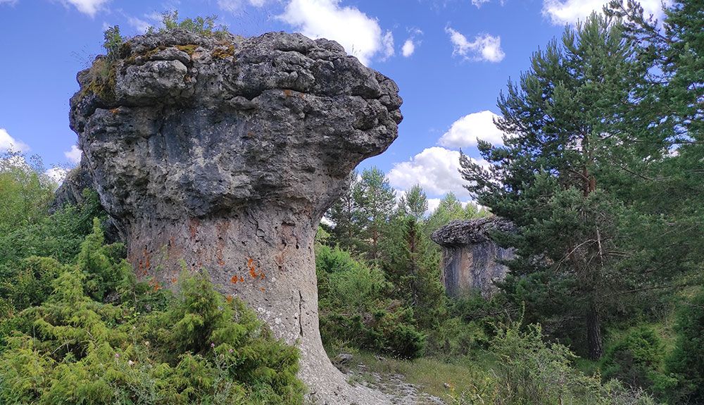 Caprichosas formas brotando en el monte bajo de Hoya del Espino