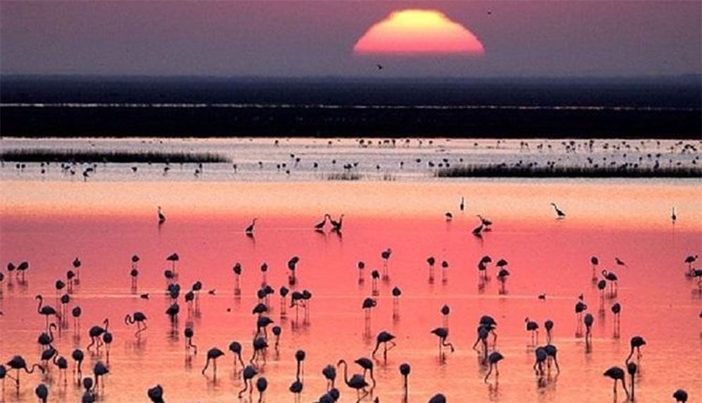 La Unión Europea hace justicia con el Parque Nacional de Doñana