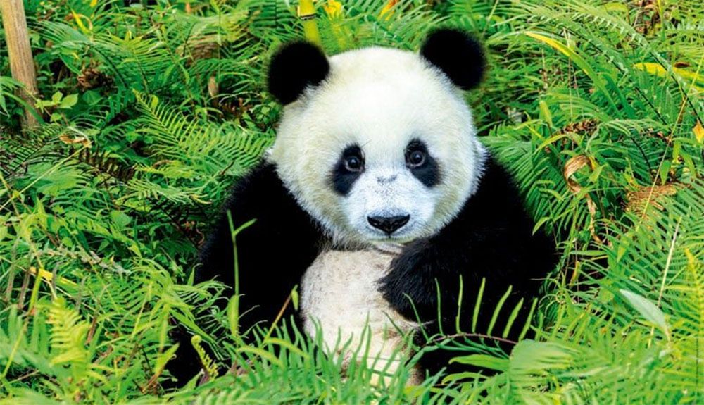 El oso panda alcanza los 1.800 ejemplares en China