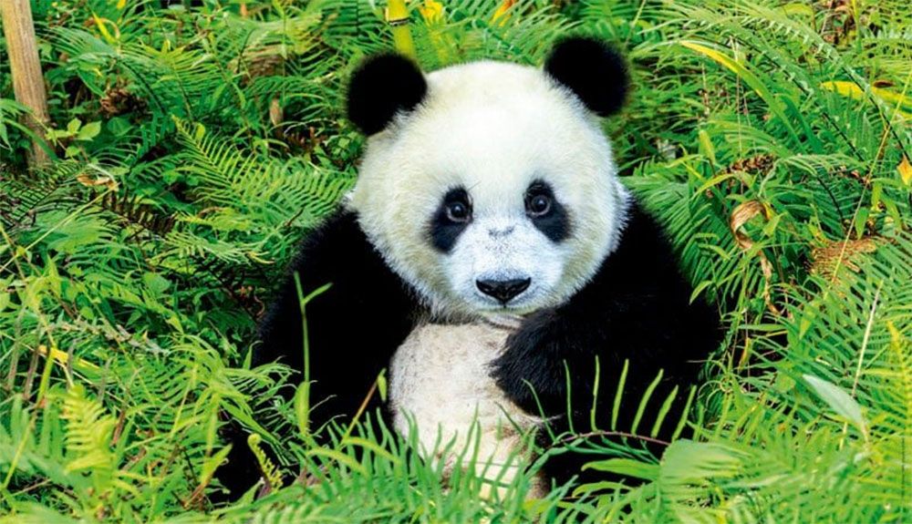 Aislante suelo Brillar El oso panda ya no es una especie en peligro