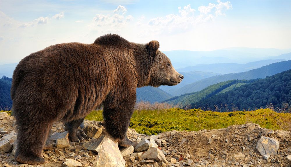El oso pardo, una de las especies más amenazadas en nuestro país por la caza ilegal