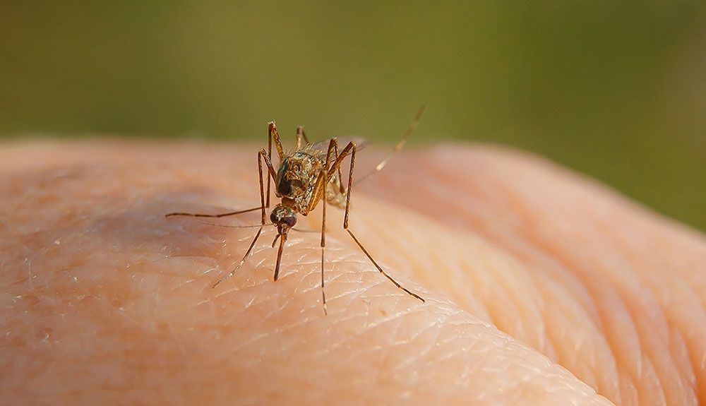 Cómo prevenir las picaduras más comunes y molestas de la época estival Cómo prevenir las picaduras más comunes y molestas de la época estival