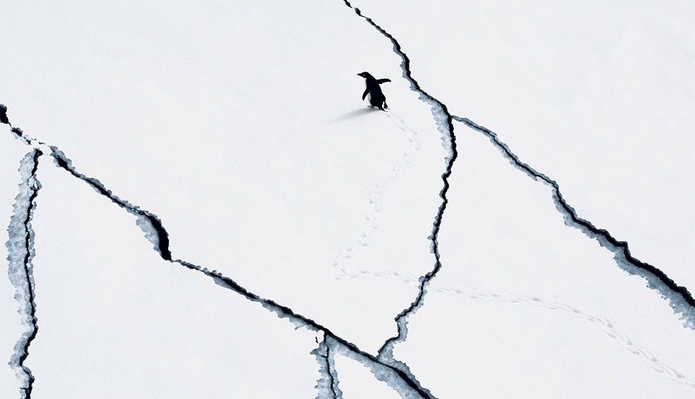 Únete al concierto de realidad virtual "Only One Antarctica"