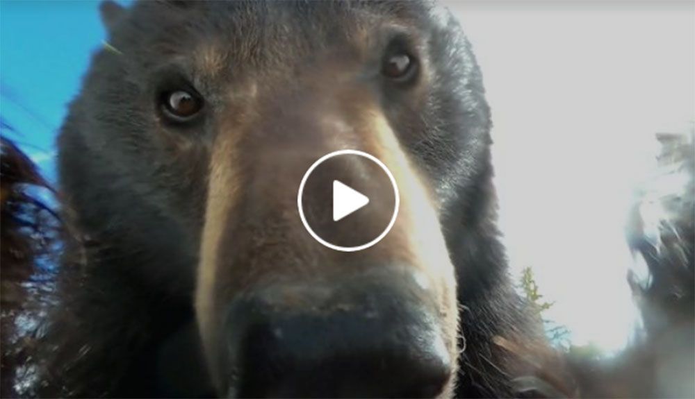 Un oso se marca un selfie de época