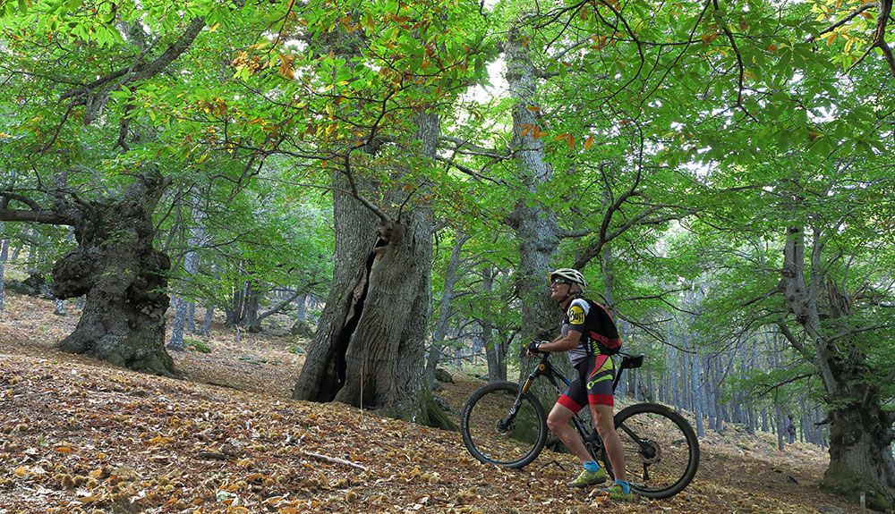 Castañar de Yedra y el gozo del otoño