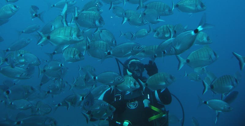 Entre un banco de peces