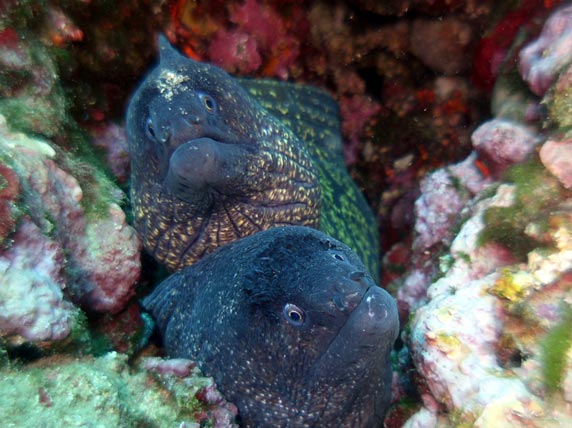 Buceo en la Comunidad Valenciana