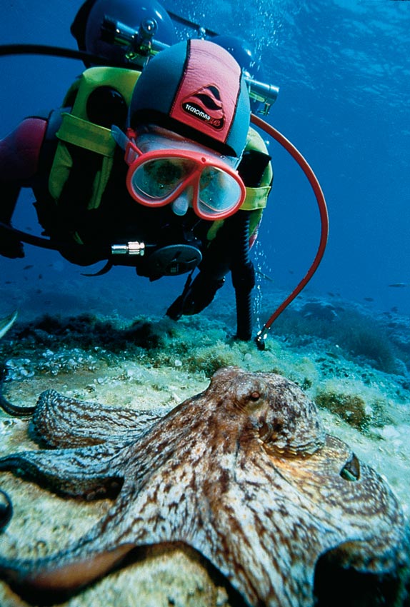 Buceo en la Comunidad Valenciana