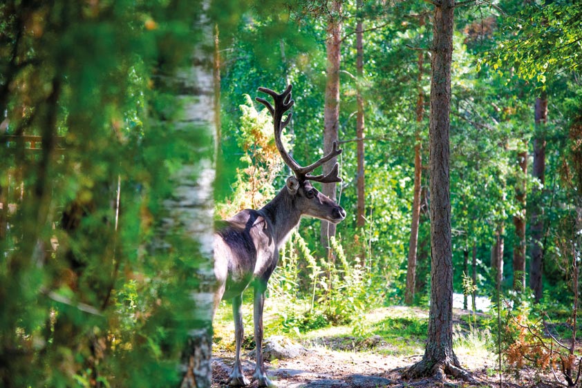Finlandia, después del silencio