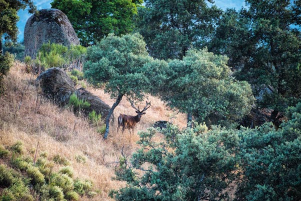 El verano del lince