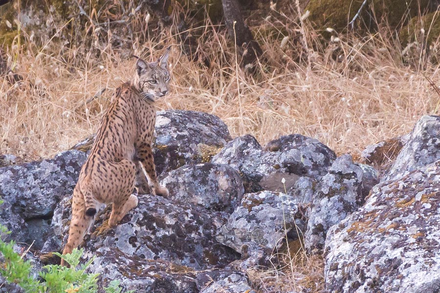 El verano del lince