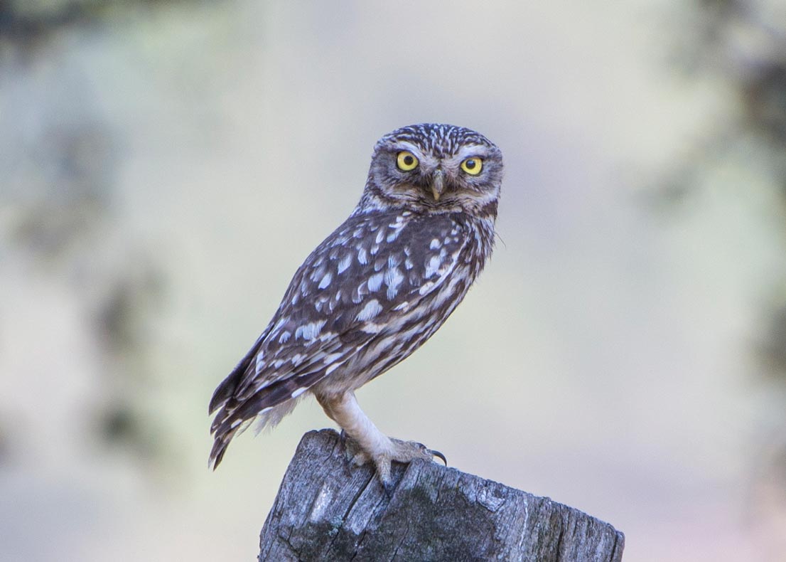 El verano del lince