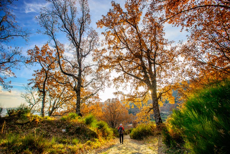 5 bosques desconocidos para primavera y otoño