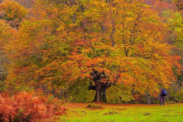 5 bosques desconocidos para primavera y otoño