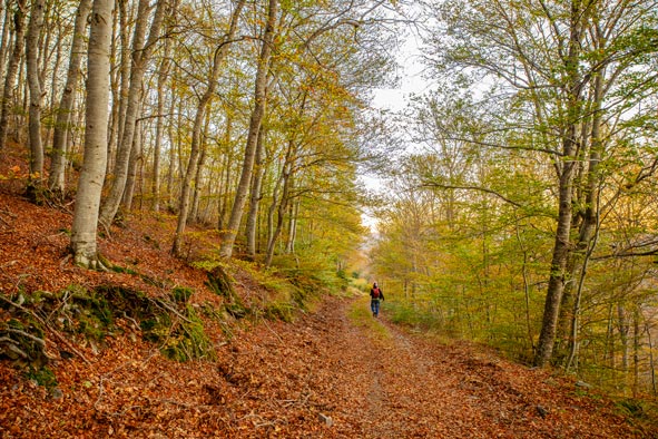 5 bosques desconocidos para primavera y otoño