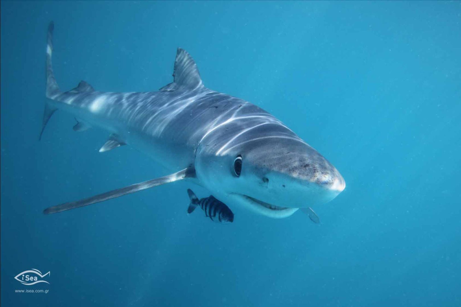 España es el mayor importador y exportador de tiburones y rayas del Mediterráneo