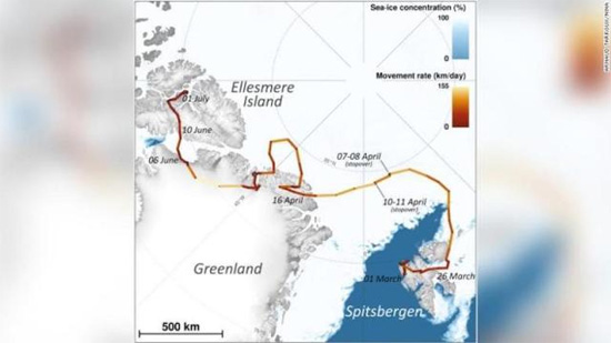 Zorra, polar y aventurera