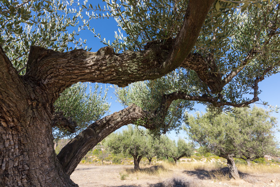 La Ruta de los Olivos Milenarios