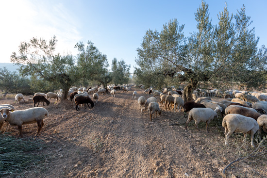 La Ruta de los Olivos Milenarios