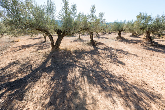 La Ruta de los Olivos Milenarios