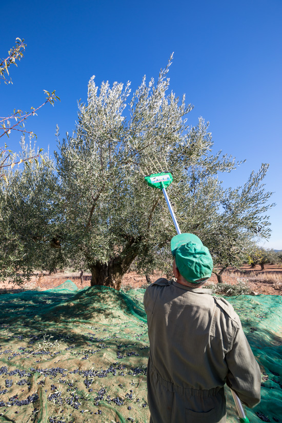 La Ruta de los Olivos Milenarios