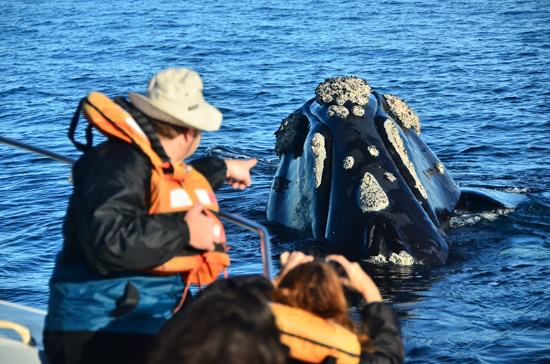 Puerto Madryn: un mundo nuevo por explorar