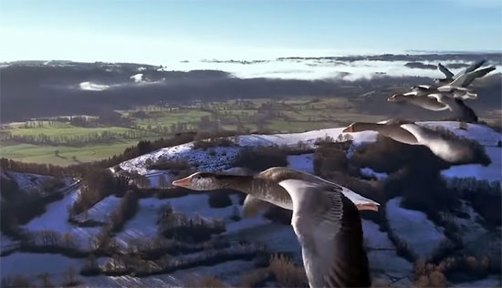 Spread Your Wings: volar junto a los pájaros