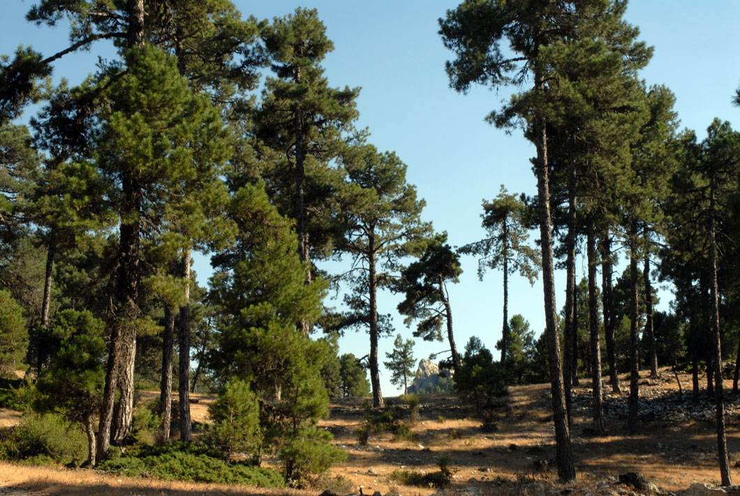 Parque Natural de Cazorla, Segura y las Villas