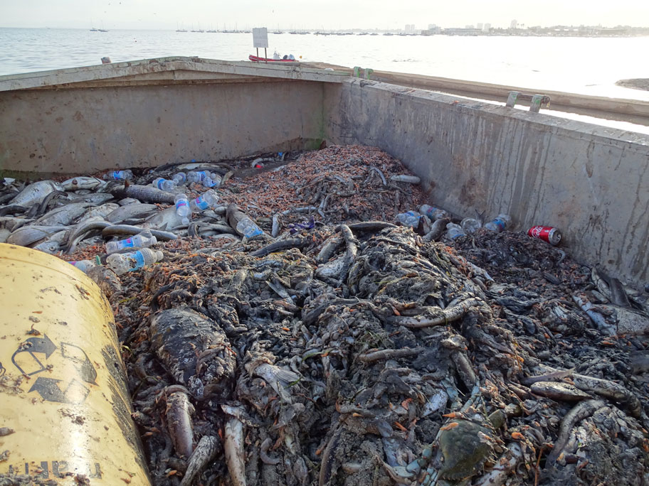 Muerte masiva de fauna en el Mar Menor