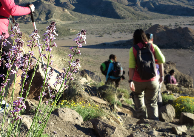 Tenerife Walking Festival volcanes