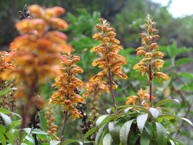 Tenerife Walking Festival bosque